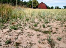 خشکسالی در چین، اروپا و آمریکا: ۲۰۲۲ خشک‌ترین سال ثبت شده بوده است؟
