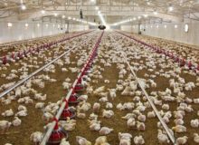 کمبود و گرانی دو‌باره مرغ در بازار/ ابزارهای دولت برای کاهش قیمت مرغ چیست‌