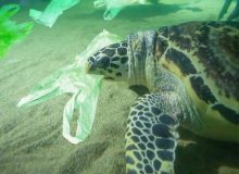 آلودگی‌های پلاستیکی بلای جان اقیانوس‌ها