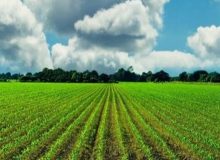 سازمان حفظ نباتات کیفیت نهاده‌های کشاورزی را رصد می‌کند