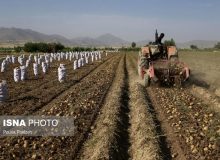 سرگردانی دومین تولید کننده سیب زمینی ایران