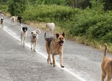 چرا سگ‌ها در ایران به طبیعت بازمی‌گردند؟