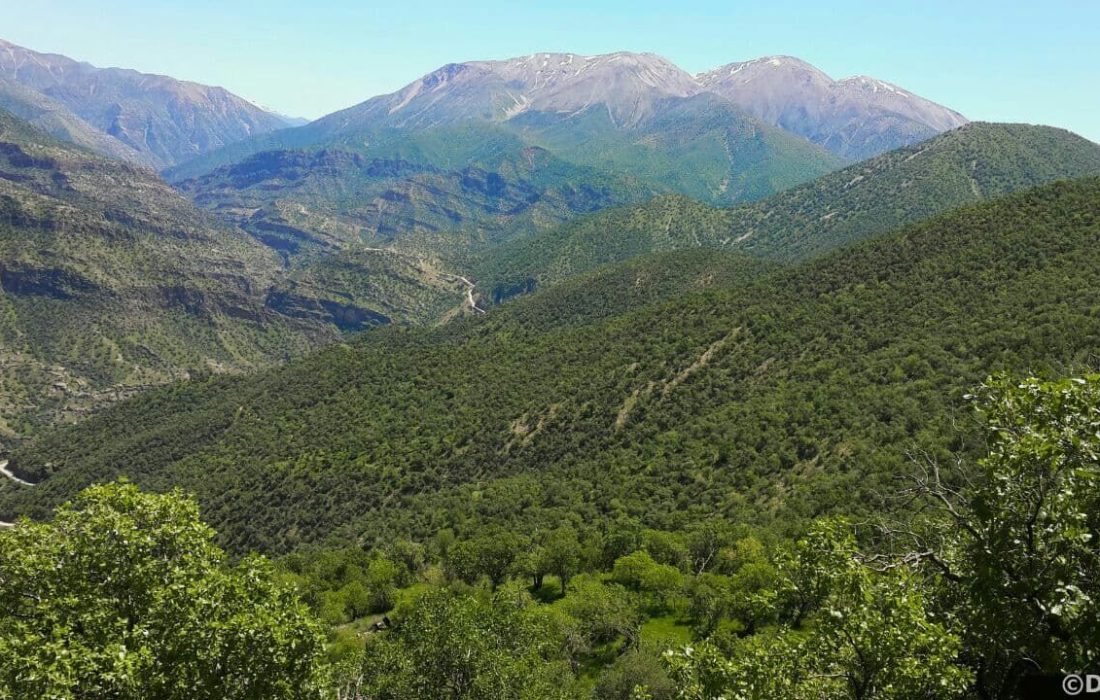 سرانه جنگل ایرانی‌ها یک چهارم استاندارد جهانی است