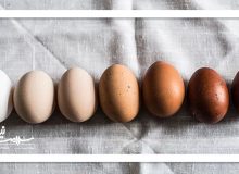 تخم مرغ قهوه ای مقوی تر است یا تخم مرغ سفید؟
