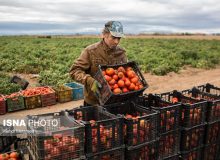 چرایی افزایش قیمت گوجه فرنگی و خیار طی روزهای گذشته/ بازار آرام است